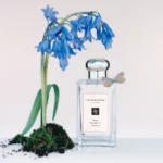 Wild Bluebell - Cologne - immagine 3